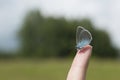 Blue butterfly sits on a personÃ¢â¬â¢s finger. (lat. Lycaenidae old name - Cupidinidae) Royalty Free Stock Photo